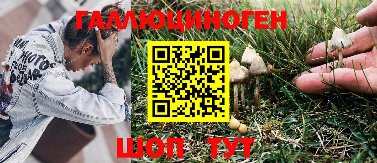 Псилоцибиновые грибы Psilocybe Спасск-Дальний